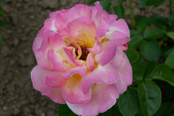 pink and white flower in the garden