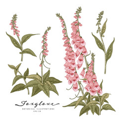 Sketch Floral decorative set. Foxglove flower drawings. Vintage line art isolated on white backgrounds. Hand Drawn Botanical Illustrations. Elements vector.
