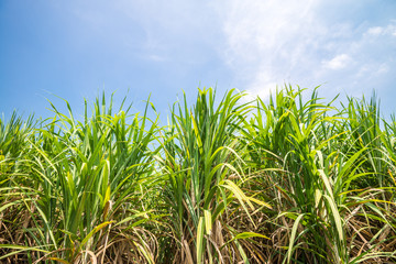 Agriculture sugarcane field farm with blue sky in sunny day background and copy space, Thailand. Sugar cane plant tree in countryside for food industry or renewable bioenergy power.