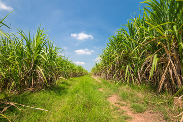 Agriculture sugarcane field farm with blue sky in sunny day background, Thailand. Sugar cane plant tree in countryside for food industry or renewable bioenergy power.