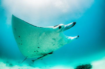 Manta ray swimming freely in the wild