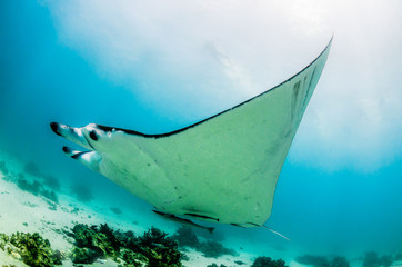 Manta ray swimming freely in the wild