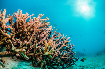 Fototapeta na wymiar Coral reef formations in clear blue water