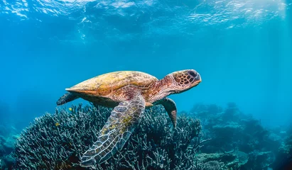 Fotobehang Green sea turtle swimming in the wild among pristine and colorful coral reef © Aaron