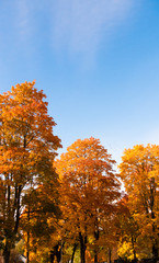 Brown trees in park under autumn sky; natural landscape