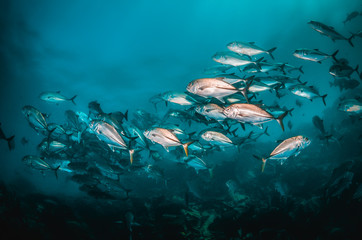 Fototapeta na wymiar Large school of fish swimming together in clear blue ocean