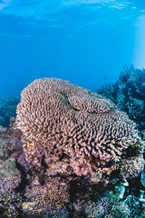 Colorful coral reef formations  in clear blue water