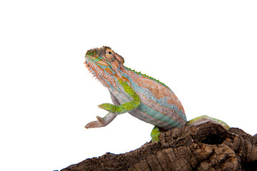 The Cape dwarf chameleon, Bradypodion pumilum, on white
