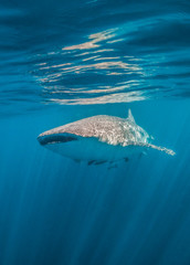 Whale shark swimming peacefully in the open ocean