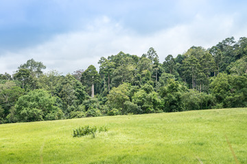 Beautiful tropical rainforest with grass field in Khao Yai national park, Thailand - Travel holiday and save environmental concept.