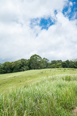 Beautiful tropical rainforest with grass field in Khao Yai national park, Thailand - Travel holiday and save environmental concept.