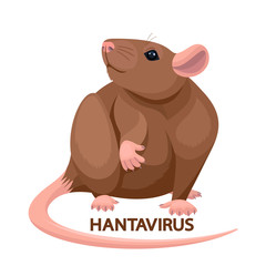 Vector brown rat, rodent hantavirus carrier