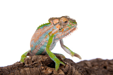 The Cape dwarf chameleon, Bradypodion pumilum, on white