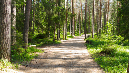 A dirt road in forest on a sunny summer day