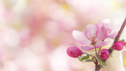 Closeup of blooming pink cherry flowers in spring garden; selective focus; shallow depth of field