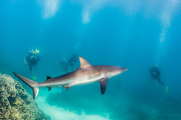 Obraz premium Grey reef shark swimming peacefully in the wild as scuba divers observe in the background