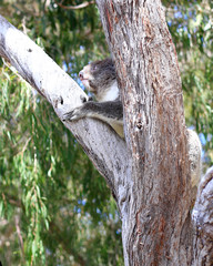 Yanchep National Park Fremantle, Perth, Australia