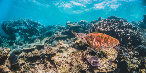 Plakat Green sea turtle swimming in the wild among pristine and colorful coral reef