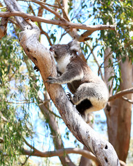 Obraz premium Yanchep National Park Fremantle, Perth, Australia