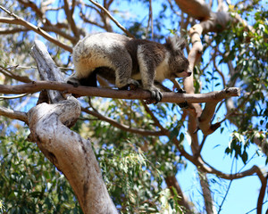 Yanchep National Park Fremantle, Perth, Australia