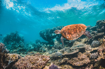 Green sea turtle swimming in the wild among pristine and colorful coral reef