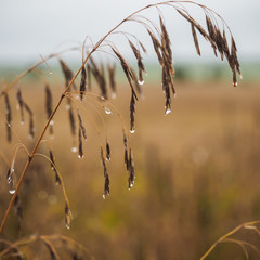Beautiful field on a background of cloudy, autumn sky