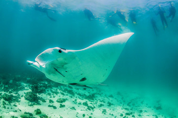 Manta ray swimming in the wild as snorkelers swim alongside