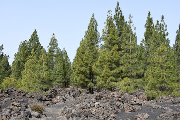 Volcan et forêt de Chinyero, Parque Nacional del Teide, Tenerife, ile des canaries ,Espagne