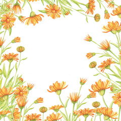 calendula pattern