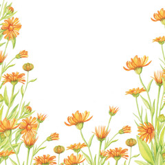 calendula pattern