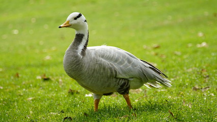 Naklejka na ściany i meble Closeup of a wild goose standing on grass