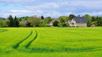Houses and green wheat fields; beautiful landscape of countryside in spring