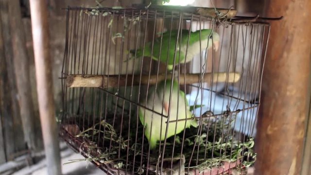 American common parrot, usually kept as a pet for its ease of speaking