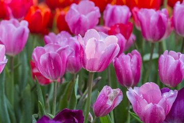 Obraz premium Pink tulips in the garden