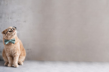 Funny cat in bow tie wearing glasses sitting on gray background and looking at copy space....