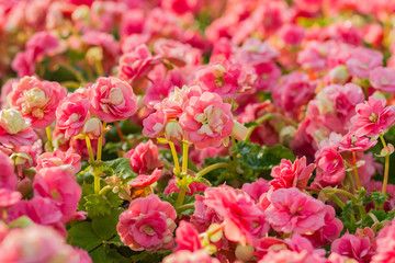 Pink Begonia flowers in the garden