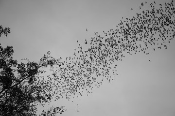 A lot of bat cave flying stream row from forest mountain in twilight evening sunset background...