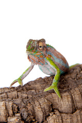 The Cape dwarf chameleon, Bradypodion pumilum, on white