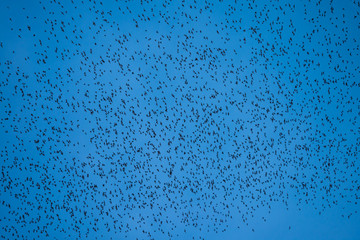 A lot of bat cave flying stream from forest mountain in twilight evening sunset with clear sky background before dark night. Bat is symbol of darkness, evil, Dracula, Halloween, blood and scary.