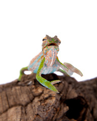 The Cape dwarf chameleon, Bradypodion pumilum, on white