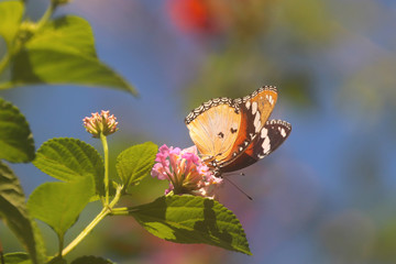 Butterflies of South Africa - African Monarch