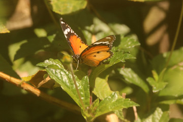 Butterflies of South Africa - African Monarch