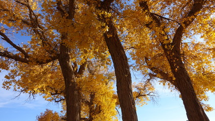 Low-angle photography of yellow autumn leaves and stout trunks on a sunny day