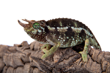 Jackson's horned chameleon, Trioceros jacksonii jacksonii, on white