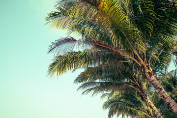 Naklejka na ściany i meble Beautiful seaside coconut palm tree leaves in sunny day clear sky background. Travel tropical summer beach holiday vacation or save the earth, nature environmental concept.
