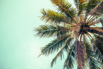 Fototapeta na wymiar Beautiful seaside coconut palm tree leaves in sunny day clear sky background. Travel tropical summer beach holiday vacation or save the earth, nature environmental concept.
