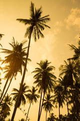 Fototapeta na wymiar Beautiful silhouette coconut palm tree forest in sunset evening golden sunlight background. Travel tropical summer beach holiday vacation or save the earth, nature environmental concept.