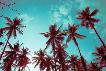 Beautiful coconut palm tree forest in sunshine day clear sky background color vintage tone. Travel tropical summer beach holiday vacation or save the earth, nature environmental concept.