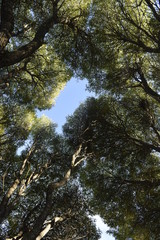 tree in forest
