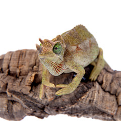 Jackson's horned chameleon, Trioceros jacksonii jacksonii, on white
